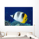 Fiji, Pacific Double-Saddle Butterfly Fish Close-Up Side View Wall Mural