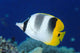 Fiji, Pacific Double-Saddle Butterfly Fish Close-Up Side View Wall Mural