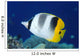Fiji, Pacific Double-Saddle Butterfly Fish Close-Up Side View Wall Mural