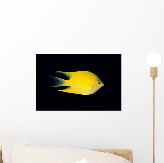 Fiji, Side View Of Golden Damselfish Wall Mural