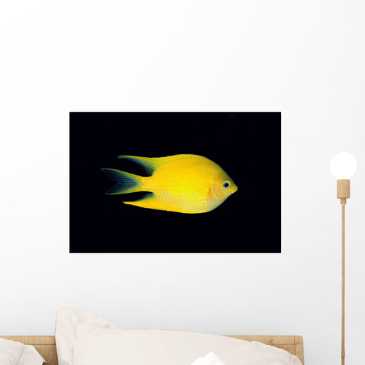 Fiji, Side View Of Golden Damselfish Wall Mural