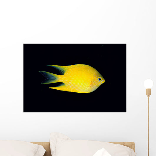 Fiji, Side View Of Golden Damselfish Wall Mural