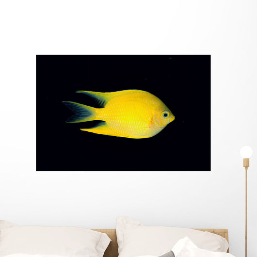 Fiji, Side View Of Golden Damselfish Wall Mural