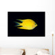 Fiji, Side View Of Golden Damselfish Wall Mural