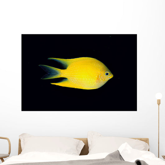 Fiji, Side View Of Golden Damselfish Wall Mural