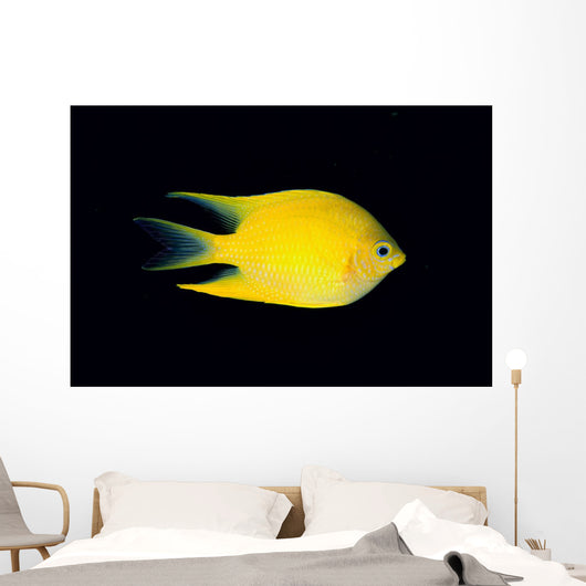 Fiji, Side View Of Golden Damselfish Wall Mural