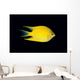Fiji, Side View Of Golden Damselfish Wall Mural