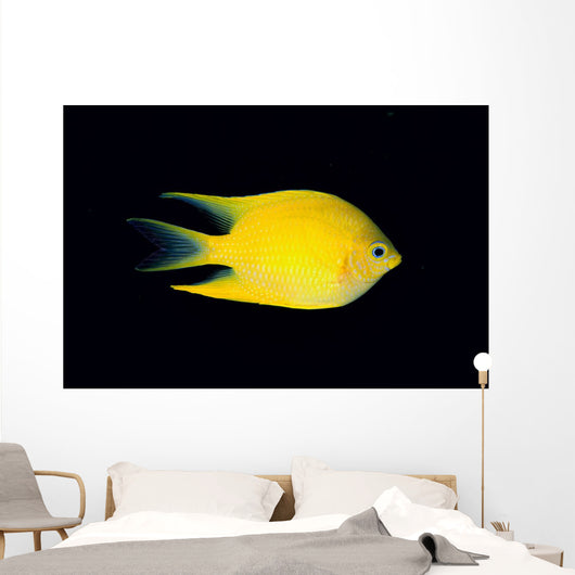 Fiji, Side View Of Golden Damselfish Wall Mural