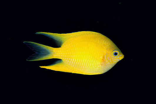 Fiji, Side View Of Golden Damselfish Wall Mural