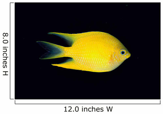 Fiji, Side View Of Golden Damselfish Wall Mural