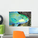 Indonesia, Bleeker's Parrot Fish Close-Up Side View, Colorful Wall Mural