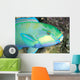 Indonesia, Bleeker's Parrot Fish Close-Up Side View, Colorful Wall Mural