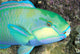 Indonesia, Bleeker's Parrot Fish Close-Up Side View, Colorful Wall Mural
