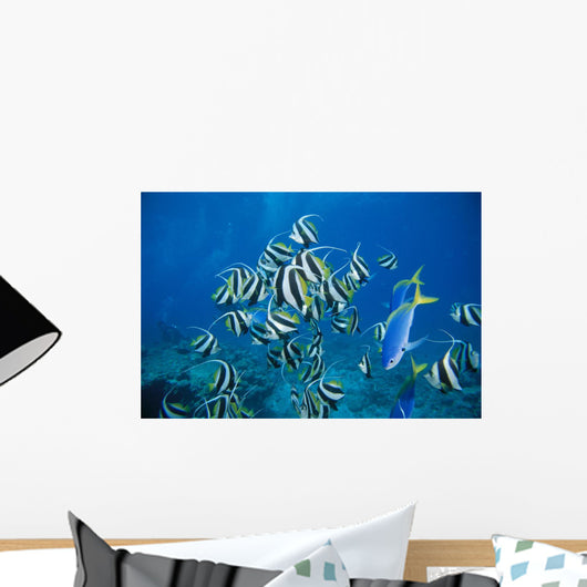 Fiji, Schooling Longfin Bannerfish Diver Background Wall Mural