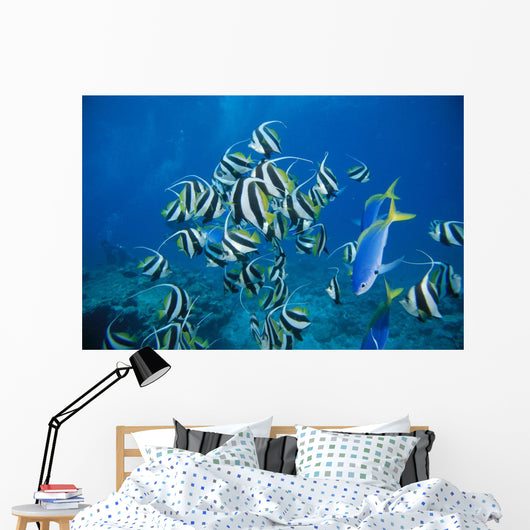 Fiji, Schooling Longfin Bannerfish Diver Background Wall Mural