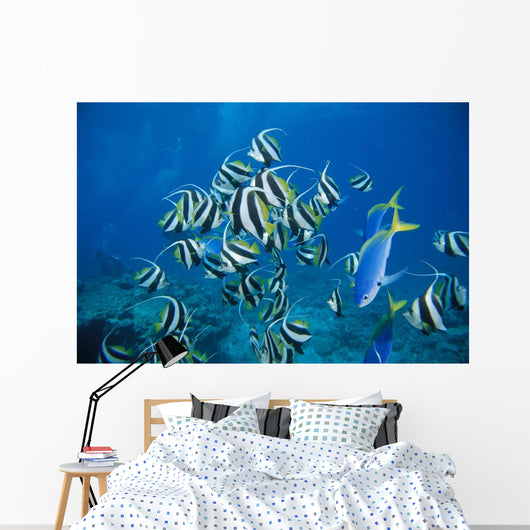 Fiji, Schooling Longfin Bannerfish Diver Background Wall Mural