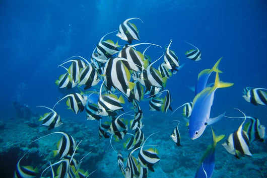 Fiji, Schooling Longfin Bannerfish Diver Background Wall Mural