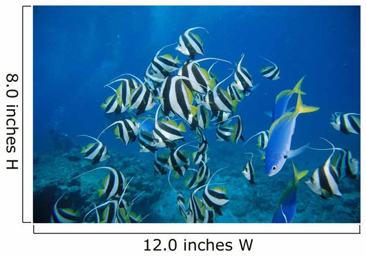 Fiji, Schooling Longfin Bannerfish Diver Background Wall Mural