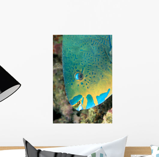 Fiji, Close-Up Side View Of Male Minifin Parrotfish At Night Wall Mural