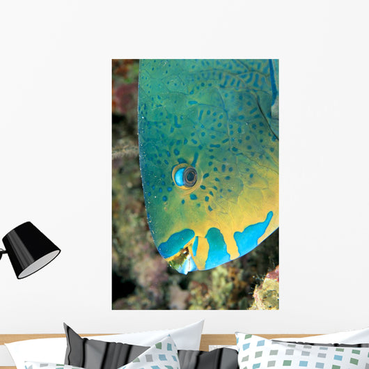Fiji, Close-Up Side View Of Male Minifin Parrotfish At Night Wall Mural