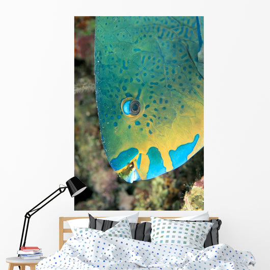 Fiji, Close-Up Side View Of Male Minifin Parrotfish At Night Wall Mural