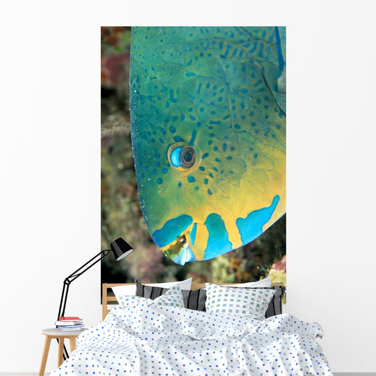 Fiji, Close-Up Side View Of Male Minifin Parrotfish At Night Wall Mural