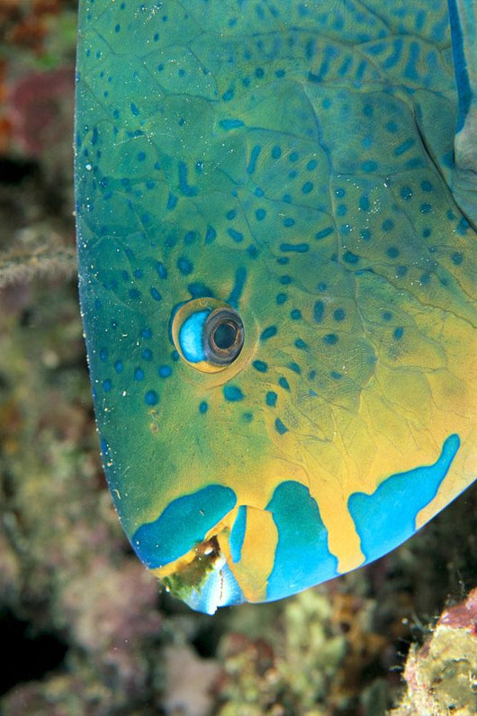 Fiji, Close-Up Side View Of Male Minifin Parrotfish At Night Wall Mural