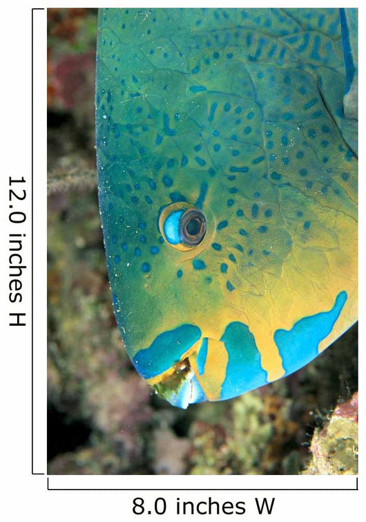 Fiji, Close-Up Side View Of Male Minifin Parrotfish At Night Wall Mural