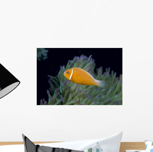 Fiji, Pink Anemonefish Side View, Next To Anemone Wall Mural