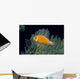 Fiji, Pink Anemonefish Side View, Next To Anemone Wall Mural