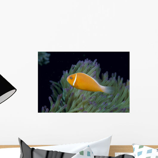 Fiji, Pink Anemonefish Side View, Next To Anemone Wall Mural