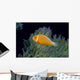 Fiji, Pink Anemonefish Side View, Next To Anemone Wall Mural