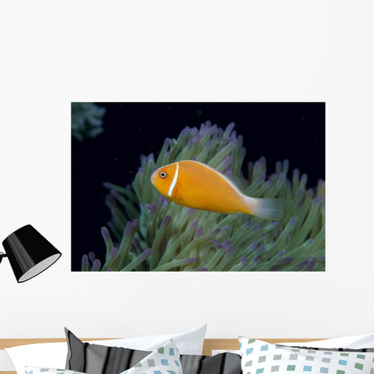 Fiji, Pink Anemonefish Side View, Next To Anemone Wall Mural