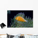 Fiji, Pink Anemonefish Side View, Next To Anemone Wall Mural
