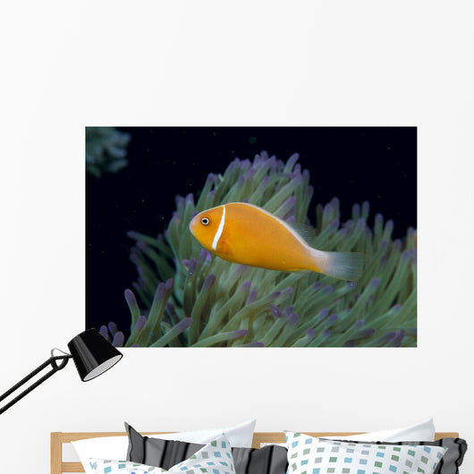 Fiji, Pink Anemonefish Side View, Next To Anemone Wall Mural