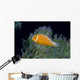 Fiji, Pink Anemonefish Side View, Next To Anemone Wall Mural