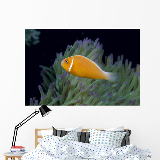 Fiji, Pink Anemonefish Side View, Next To Anemone Wall Mural