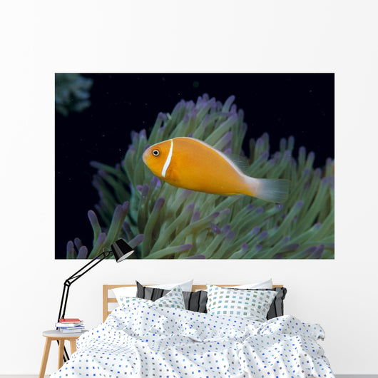 Fiji, Pink Anemonefish Side View, Next To Anemone Wall Mural
