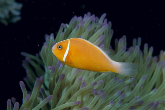 Fiji, Pink Anemonefish Side View, Next To Anemone Wall Mural