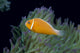 Fiji, Pink Anemonefish Side View, Next To Anemone Wall Mural