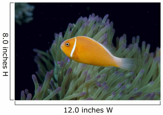 Fiji, Pink Anemonefish Side View, Next To Anemone Wall Mural