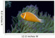 Fiji, Pink Anemonefish Side View, Next To Anemone Wall Mural