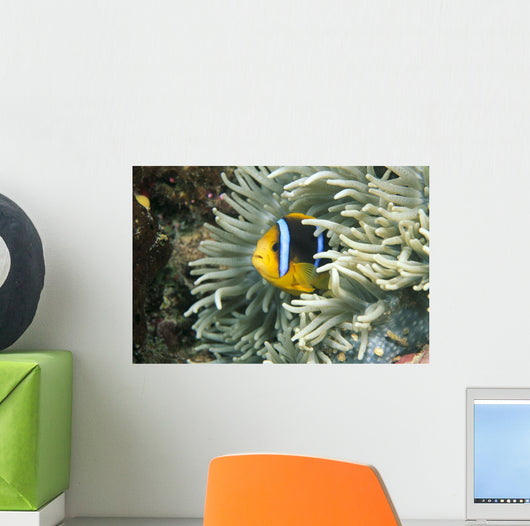 Fiji, Close-Up Of Orange-Fin Anemonefish In Anemone Wall Mural