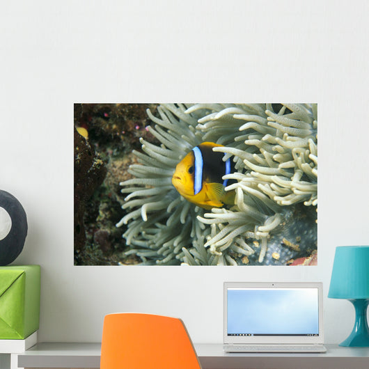 Fiji, Close-Up Of Orange-Fin Anemonefish In Anemone Wall Mural