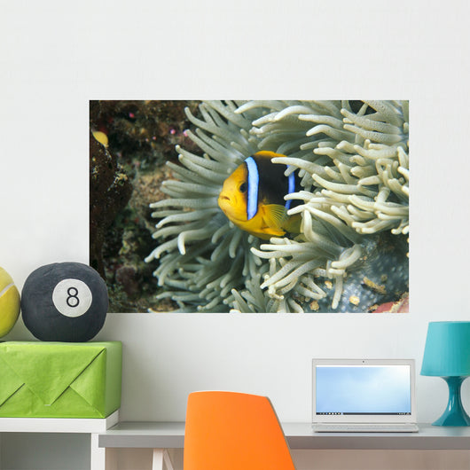 Fiji, Close-Up Of Orange-Fin Anemonefish In Anemone Wall Mural
