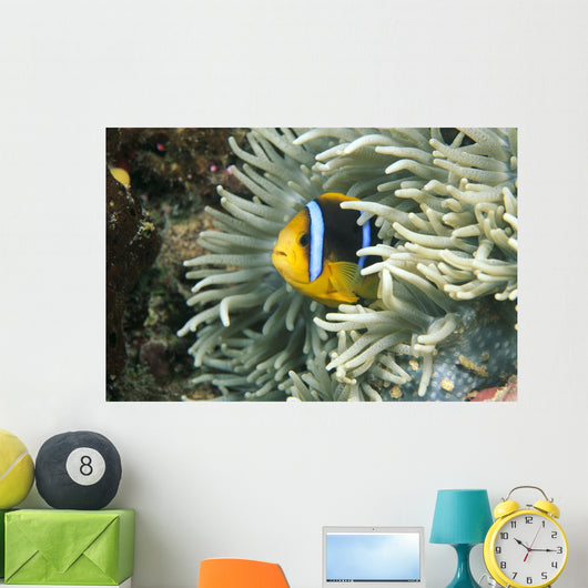 Fiji, Close-Up Of Orange-Fin Anemonefish In Anemone Wall Mural
