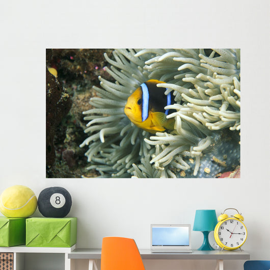 Fiji, Close-Up Of Orange-Fin Anemonefish In Anemone Wall Mural
