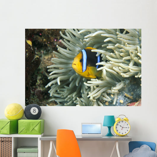 Fiji, Close-Up Of Orange-Fin Anemonefish In Anemone Wall Mural
