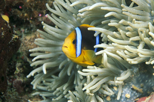 Fiji, Close-Up Of Orange-Fin Anemonefish In Anemone Wall Mural