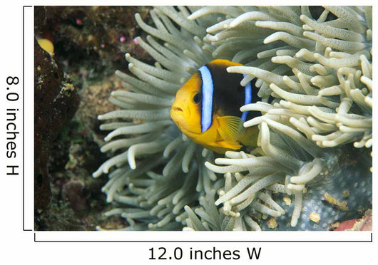 Fiji, Close-Up Of Orange-Fin Anemonefish In Anemone Wall Mural